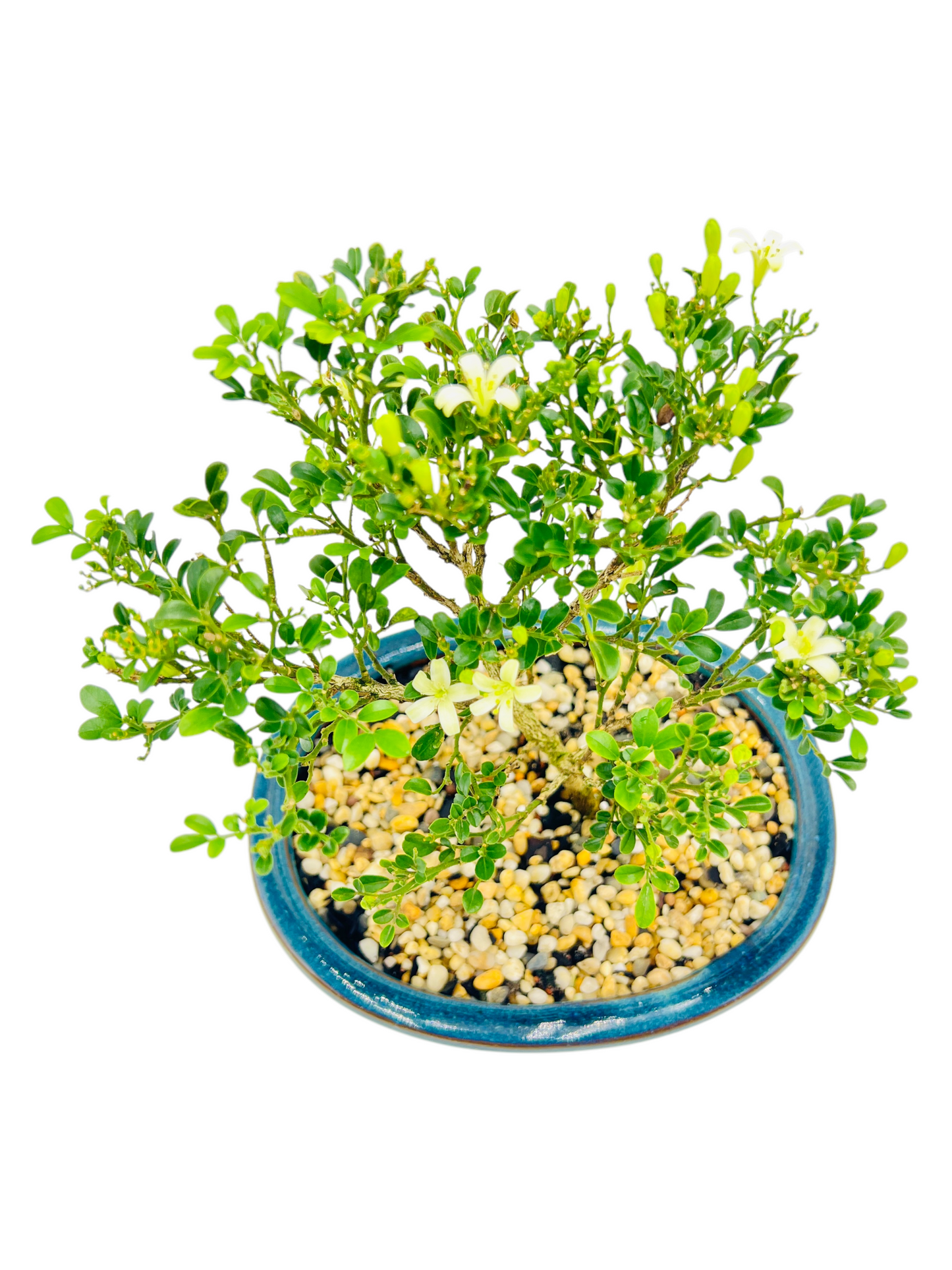 8 Inch Mini Jasmine Bonsai Tree