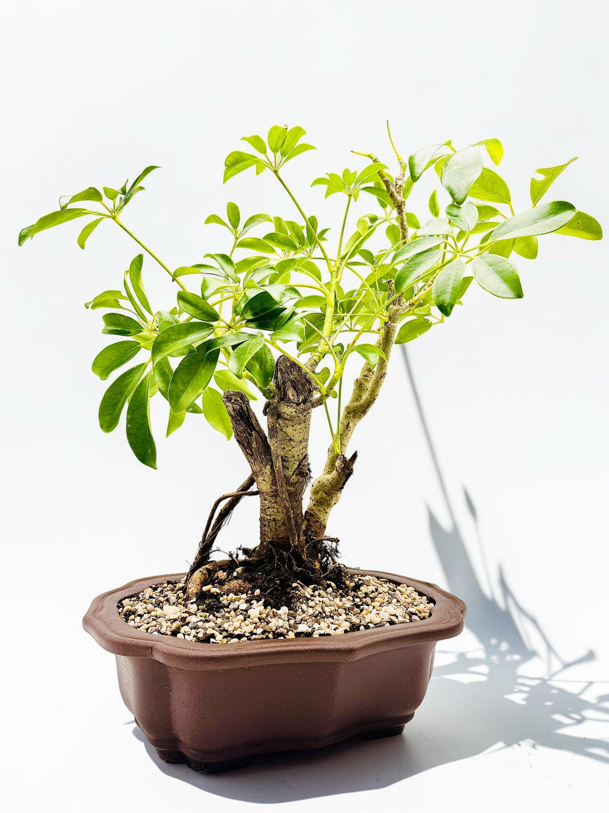 2009 Umbrella Tree Bonsai – Mature Trunk & Exposed Roots