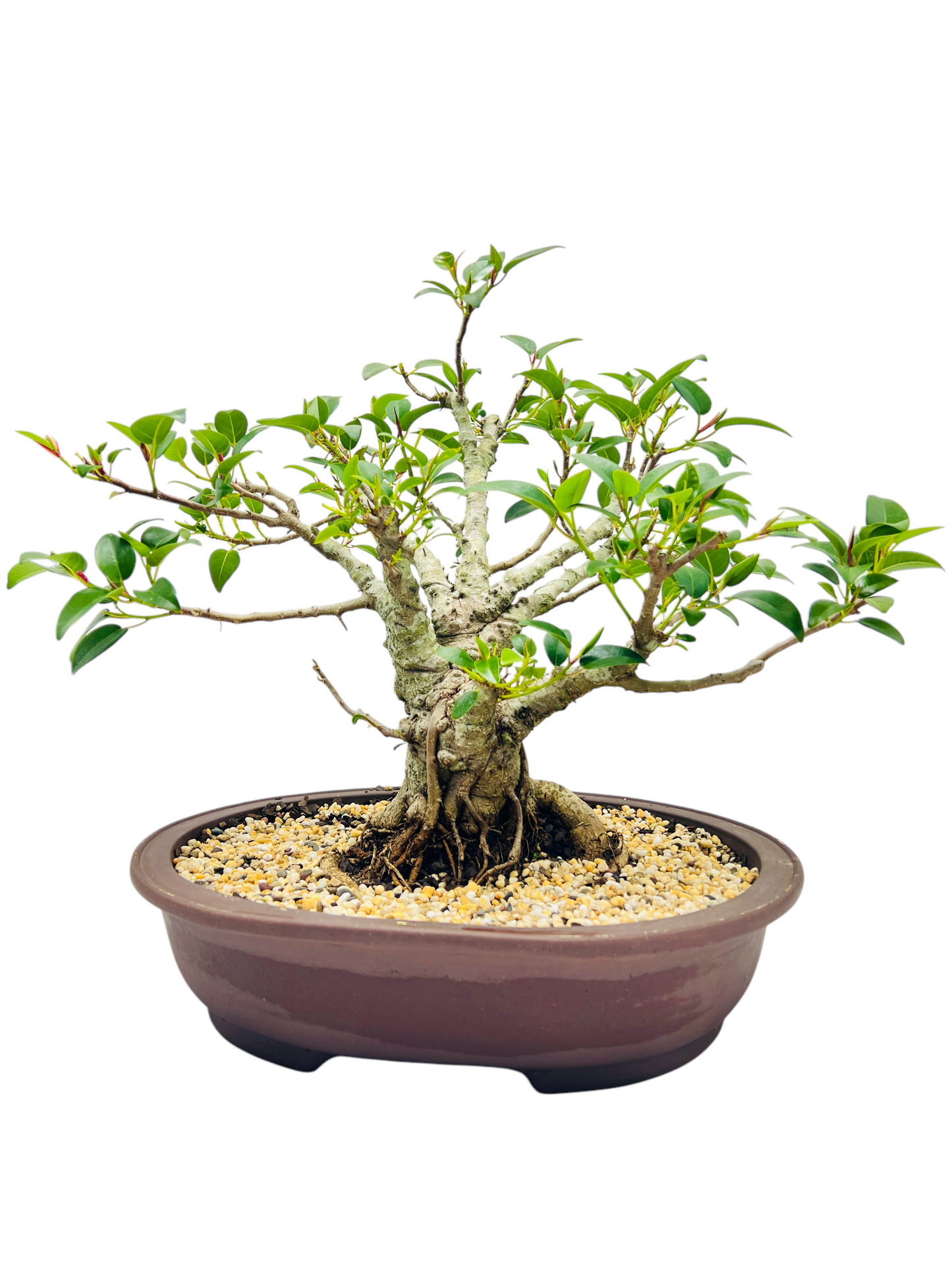 21 Year Old Small Leaf Fig Bonsai Tree