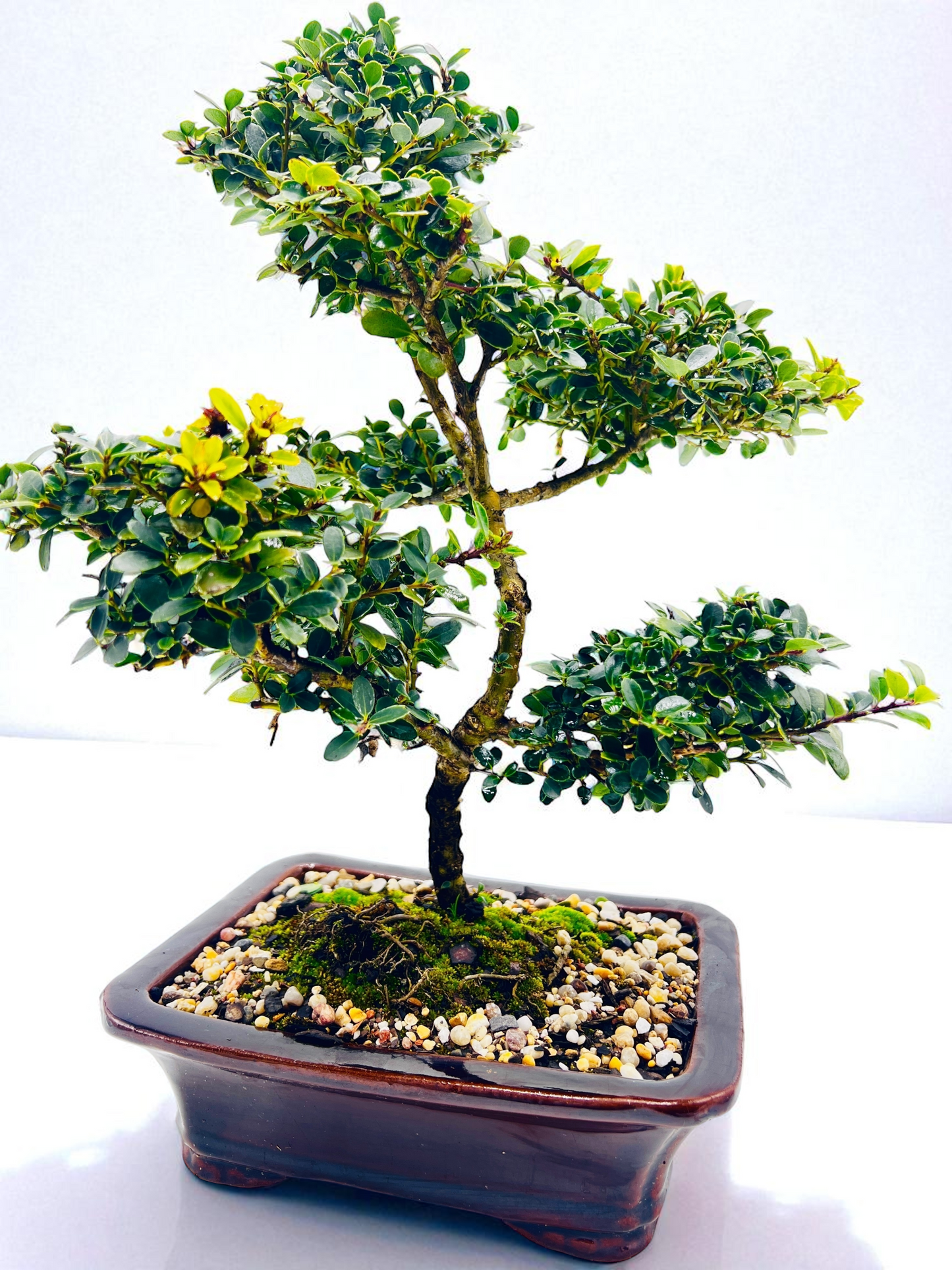 8 Inch Japanese Dwarf Holly Cloud Style Bonsai Tree - Black Rectangle Pot