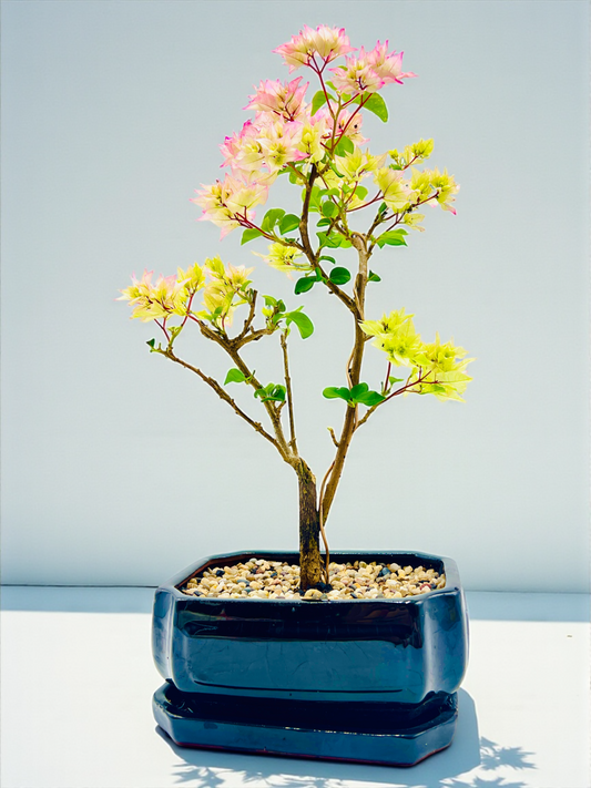 8” Hybrid White-Pink Bougainvillea 5 Years Old 45cm Tall With Saucer