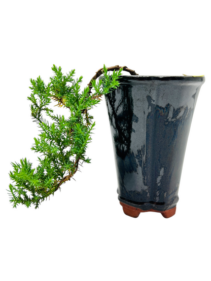 Cascade Juniper Bonsai Tree 4 Inch