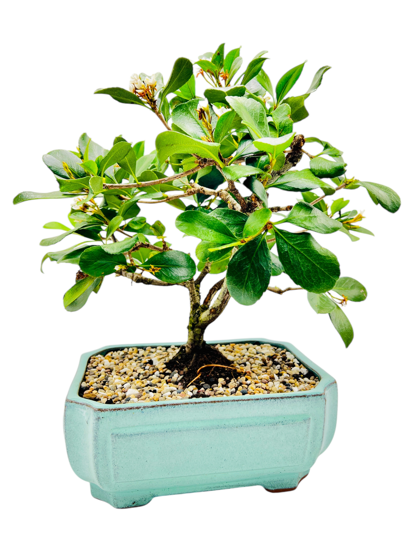 Hawthorn “Apple Blossom” Bonsai Tree 12”