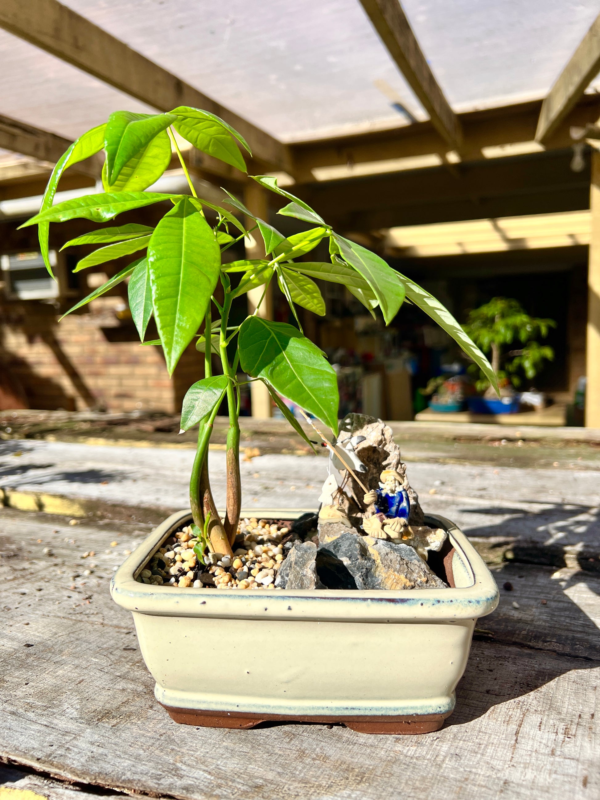 Rock Feature Triple Dragon Braided Indoor Guiana Chestnut “Pachira Aquatica” Bonsai Tree 7 Inch 发财树 - Bonsai Gifts Nursery