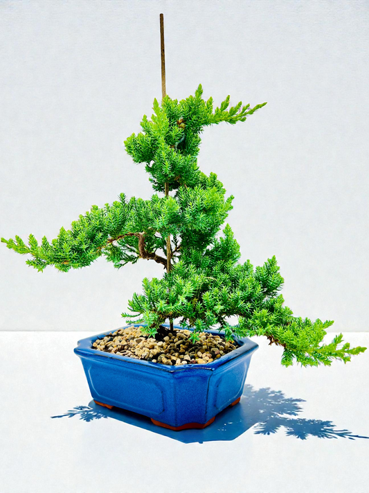 8 Inch Juniper Squamata Bonsai Tree - Blue Rectangle Pot