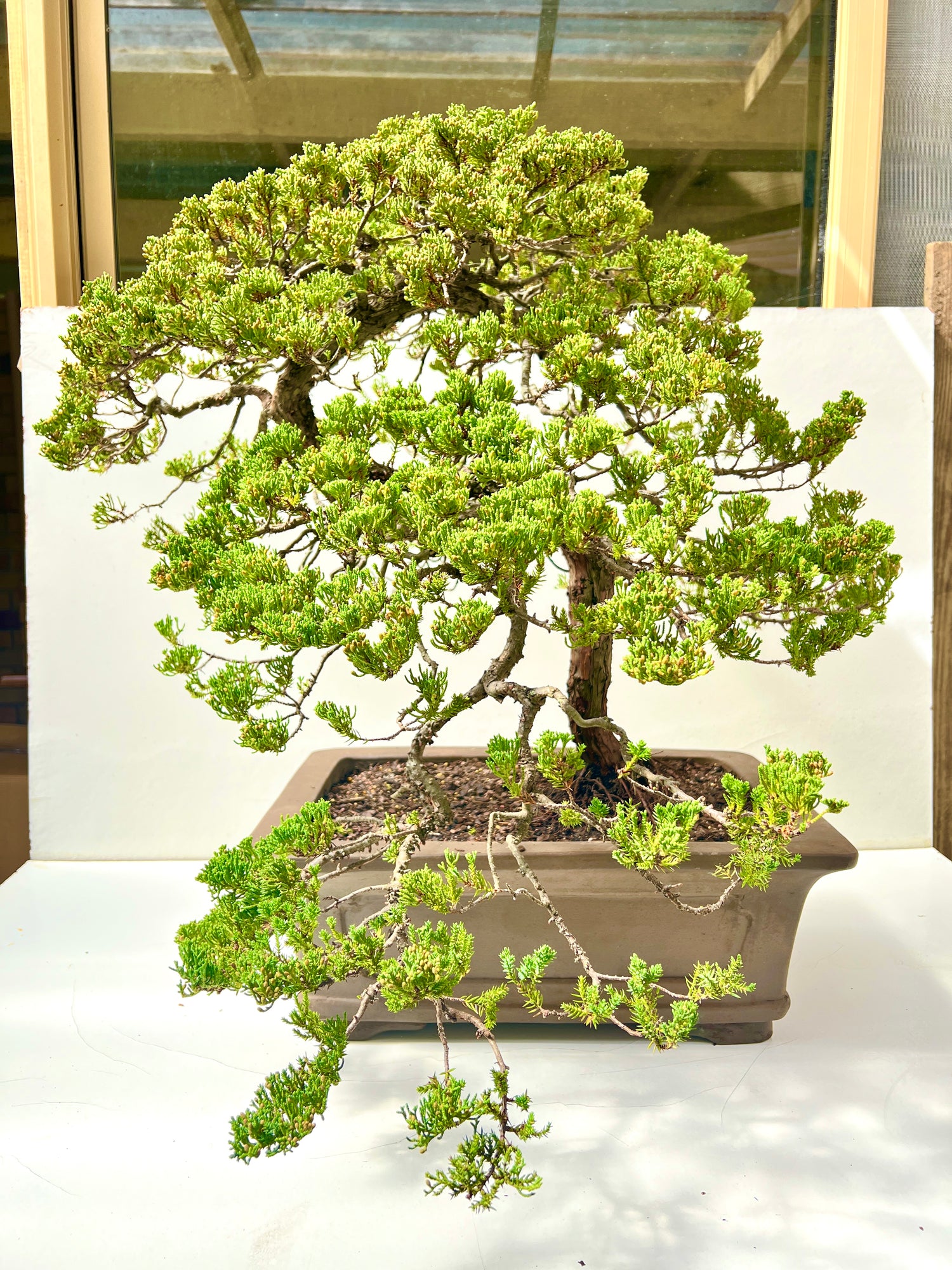 24 Year Old Juniper Squamata Bonsai Tree 85cm Tall - Bonsai Gifts Nursery