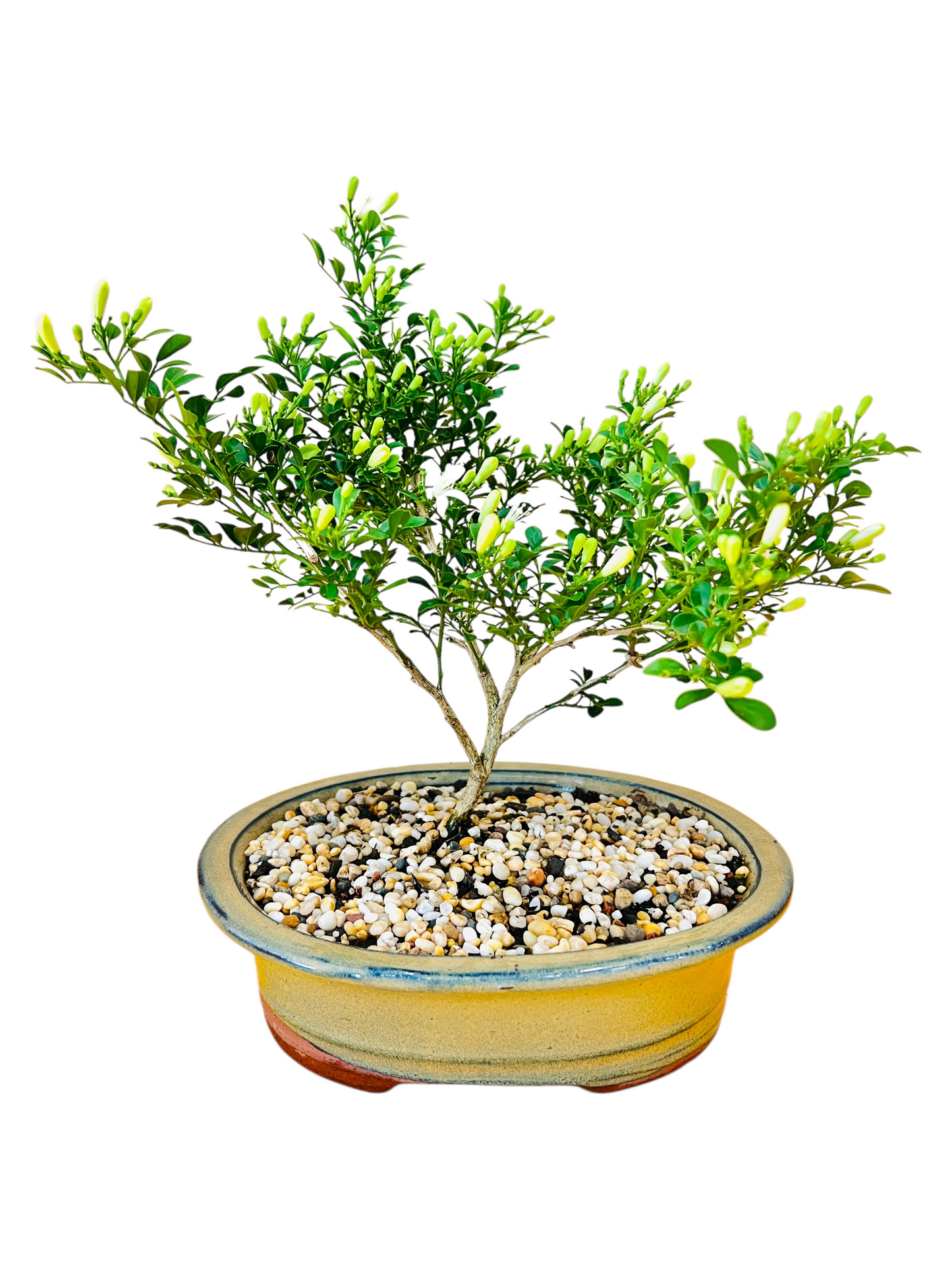 8 Inch Mini Jasmine Rock Feature Bonsai Tree