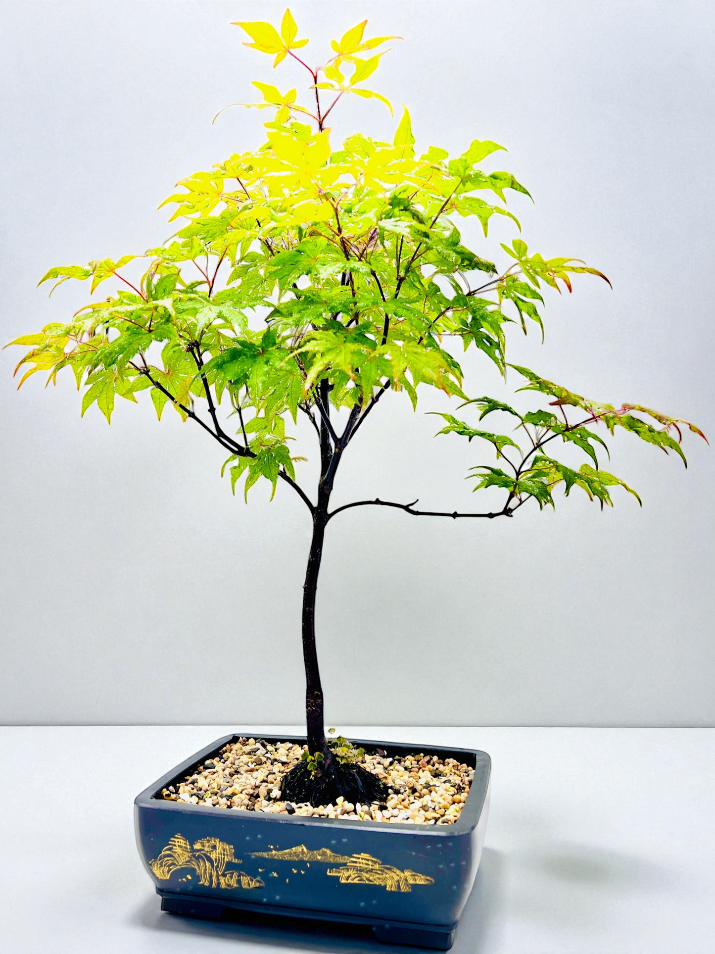 Japanese Maple Bonsai Tree 75cm Tall
