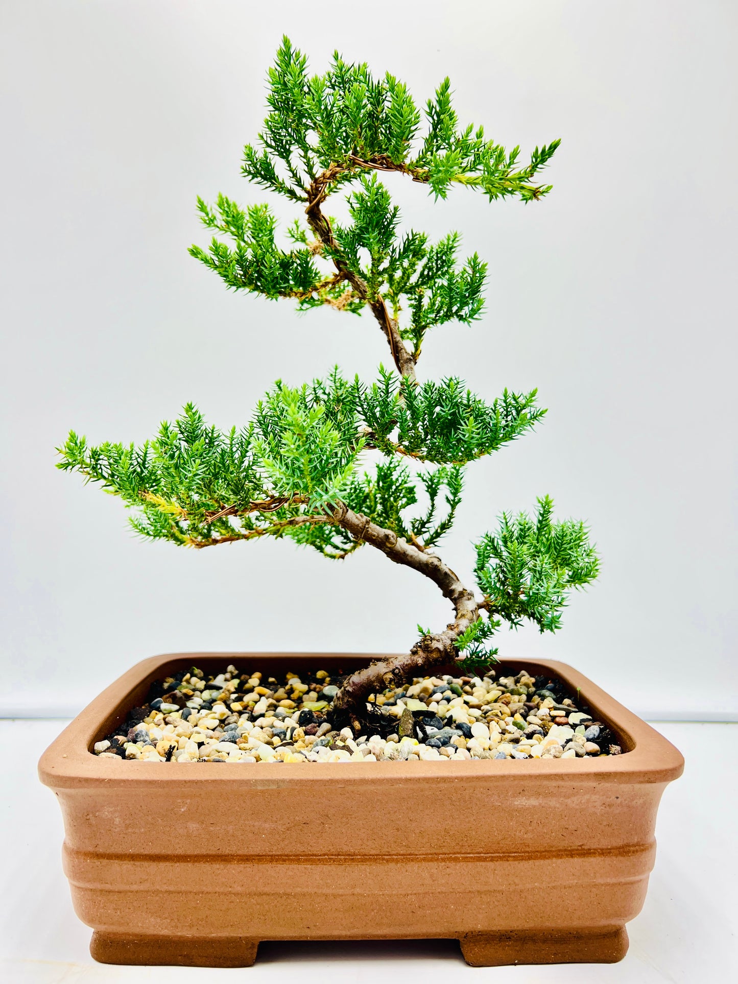 10” Large Juniper Squamata Bonsai Tree - Unglazed Premium Pot
