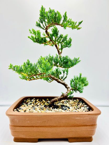 10” Large Juniper Squamata Bonsai Tree - Unglazed Premium Pot