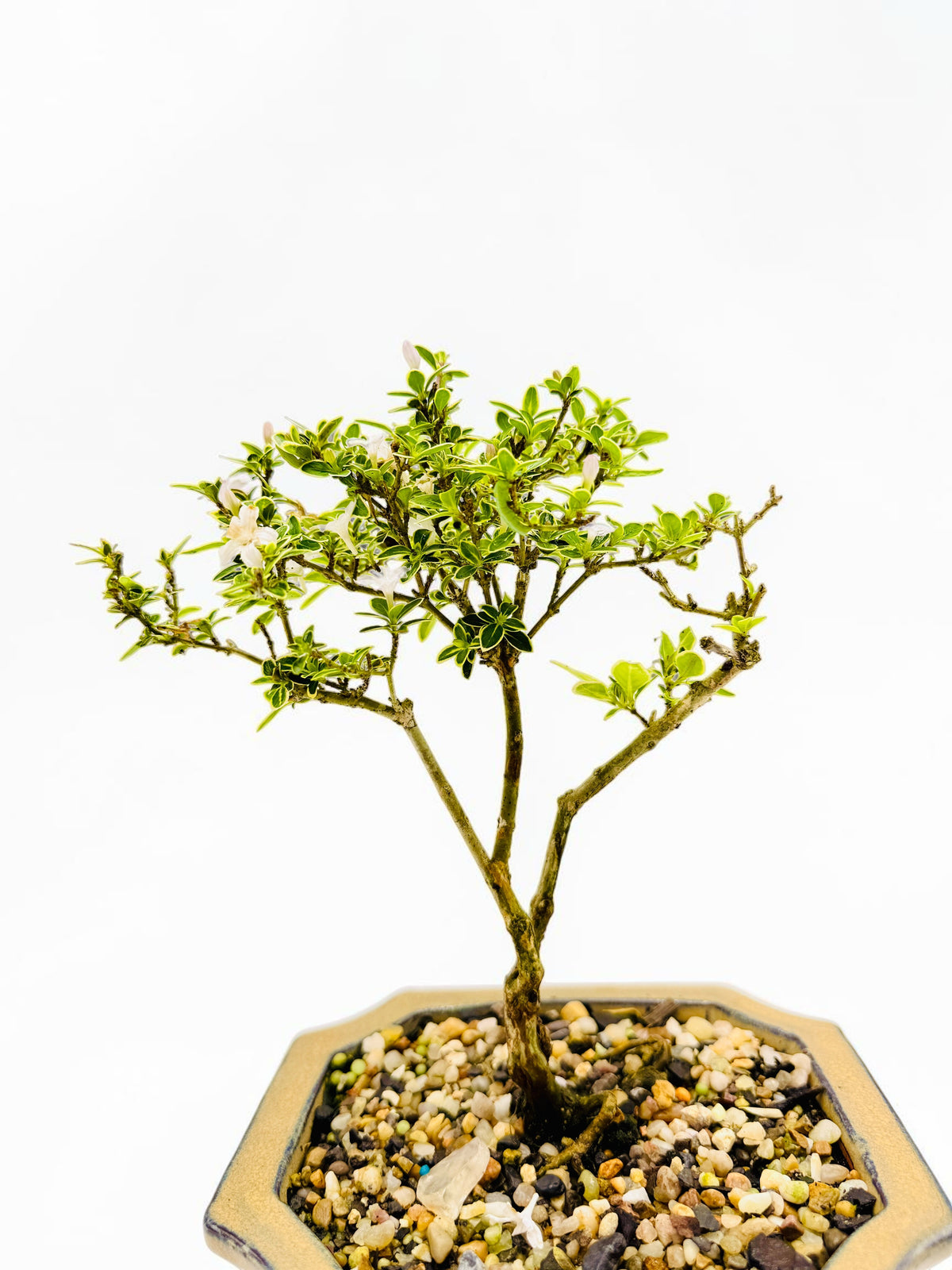 6 Inch Starter Variegated White Flowering Serissa Bonsai Tree