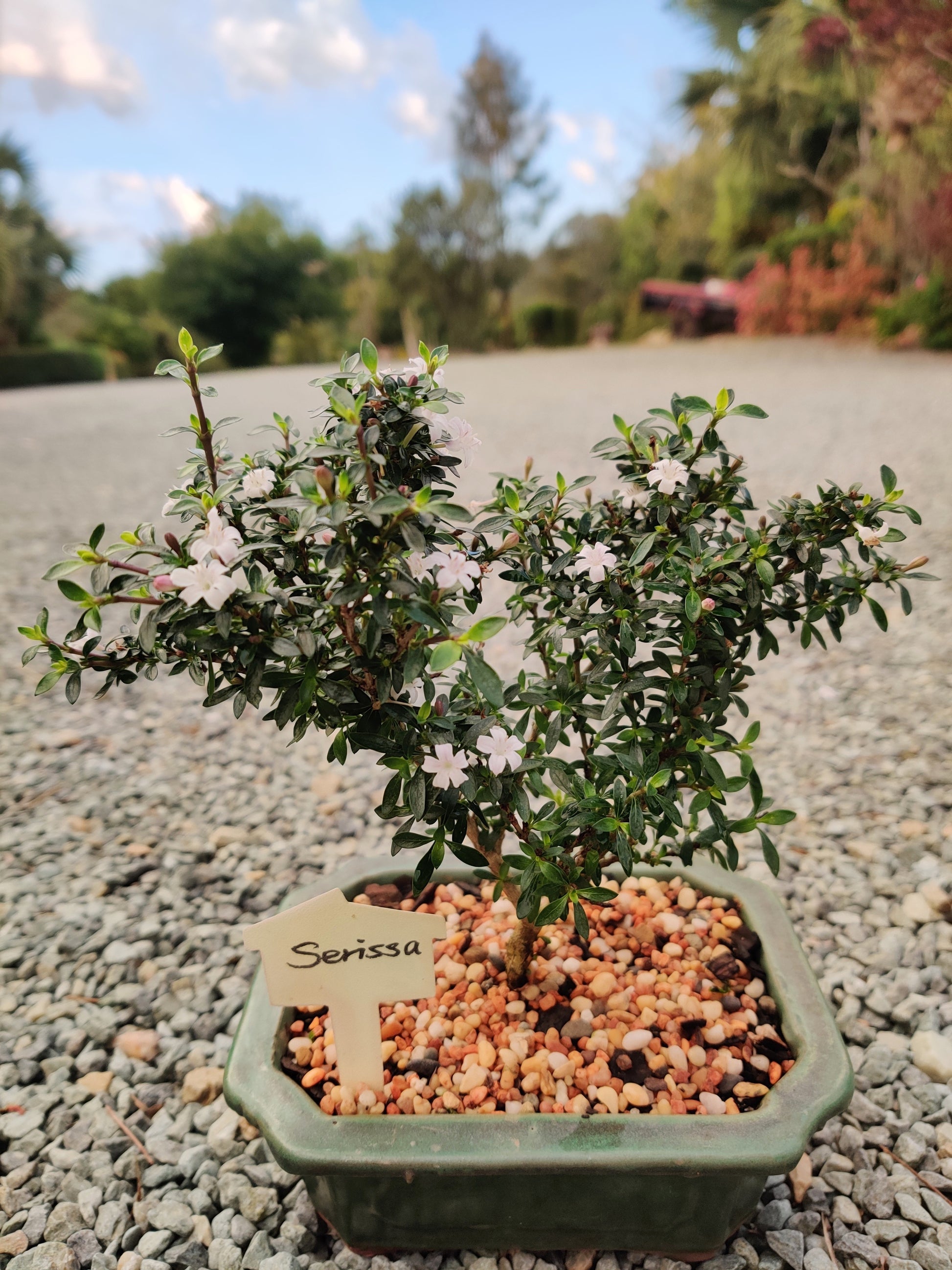 Japanese Kyoto Serissa Bonsai Tree - Bonsai Gifts Nursery