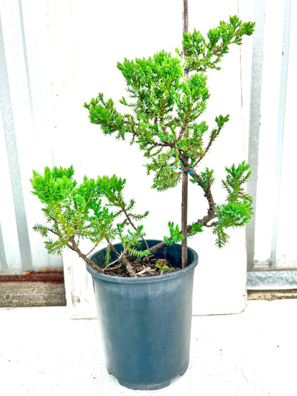 6” Staked Juniper DIY Prebonsai Tree - Bonsai Gifts Nursery