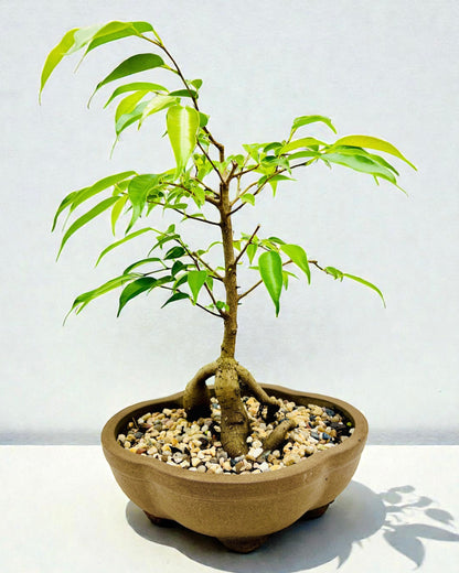 8 Inch Weeping Fig Buddha Belly Bonsai Tree