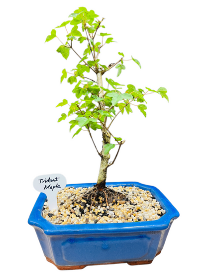 Trident Maple Bonsai Tree 8 Inch