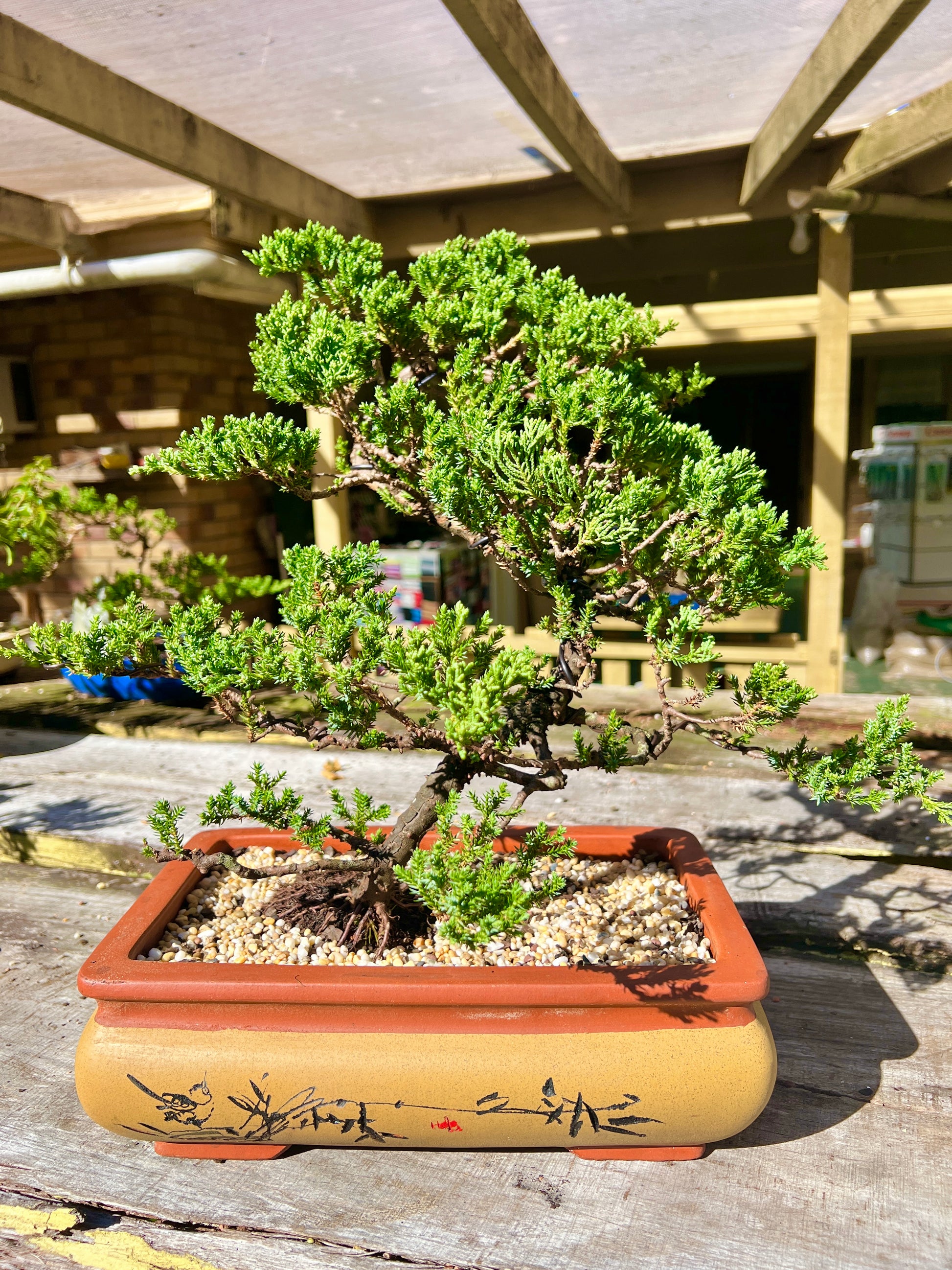 Large Juniper Squamata Bonsai Tree 12 Inch - Bonsai Gifts Nursery