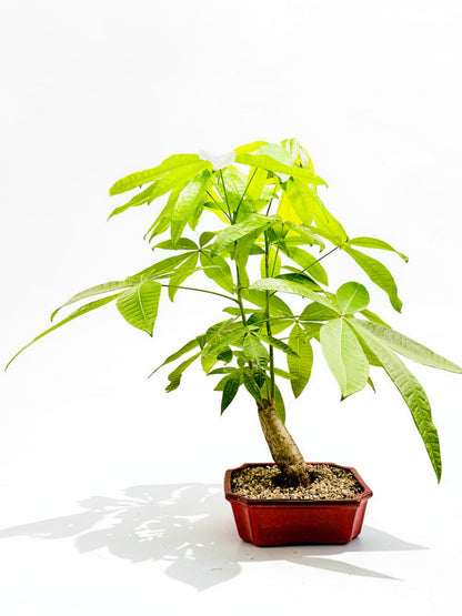 2018 Indoor Guiana Chestnut “Pachira Aquatica” Bonsai Tree 10 Inch 发财树
