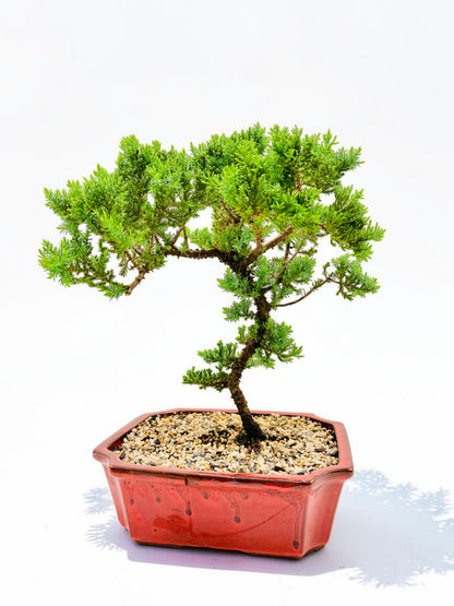10 Inch Juniper Squamata Bonsai Tree - Red Rectangle Pot