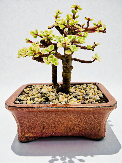 8 Inch Variegated Jade Bonsai Tree
