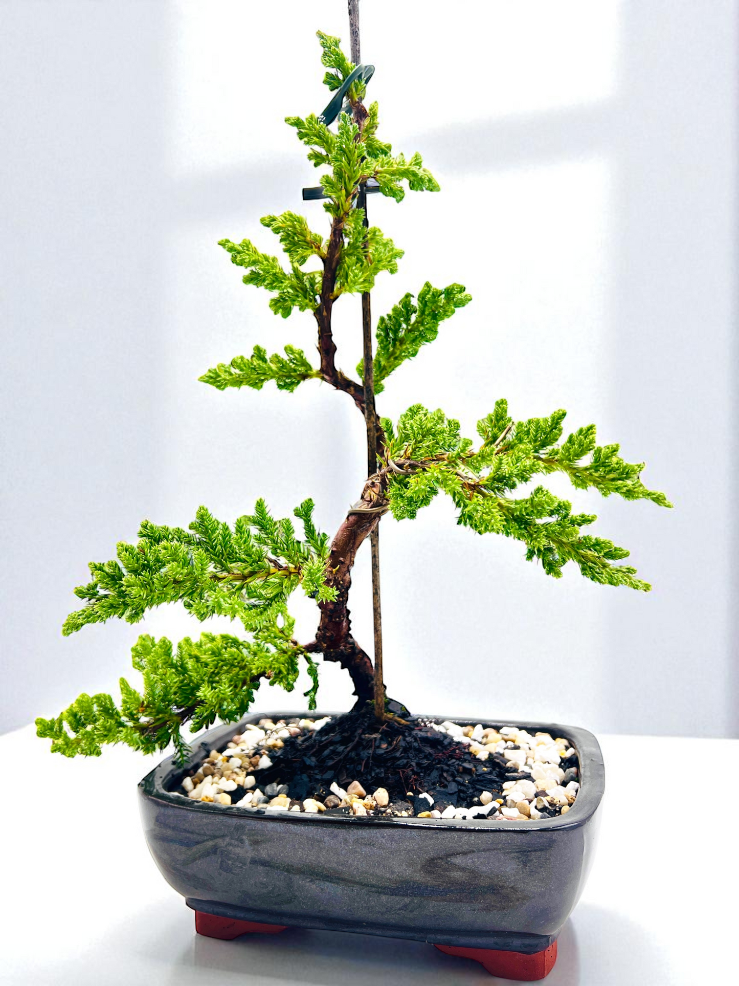 8 Inch Juniper Squamata Bonsai Tree - Black Rectangle Pot