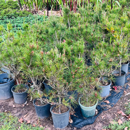 13 Year Old 10” Japanese Black Pine DIY Bonsai Tree