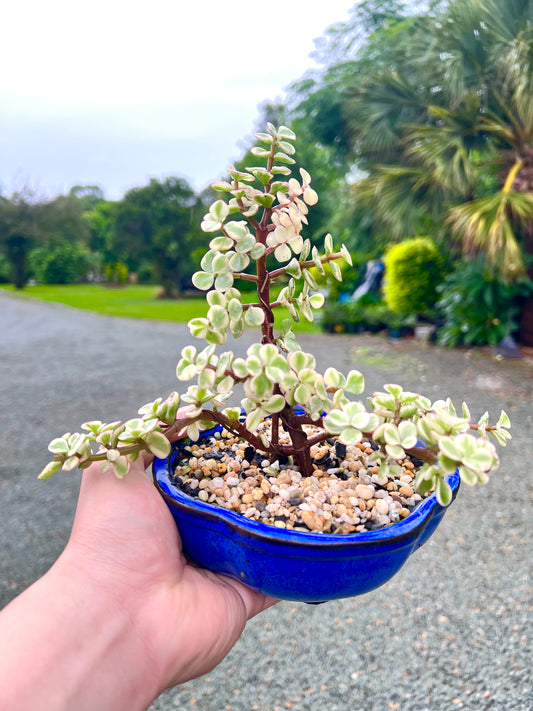 Variegated Jade Bonsai Tree 6 Inch - Bonsai Gifts Nursery