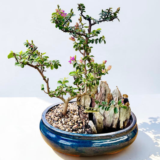 14 Inch Lavender Star Rock Feature Bonsai Tree