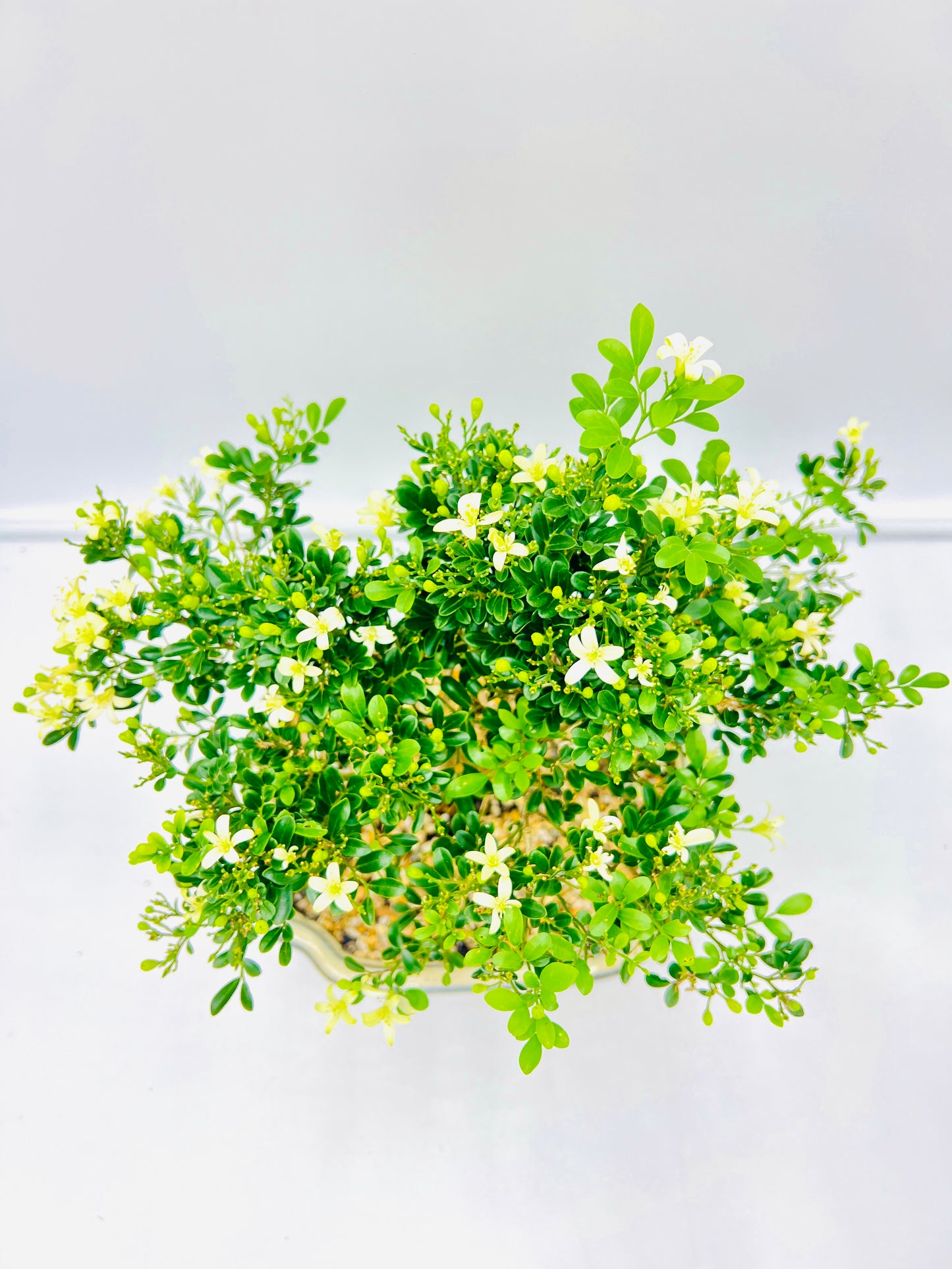 10 Inch Mini Jasmine Bonsai Tree