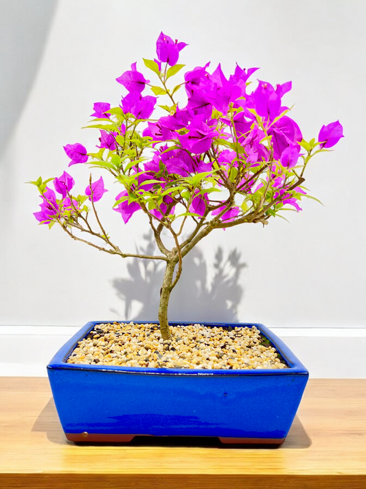 10” Purple Bougainvillea 6 Years Old 50cm Tall