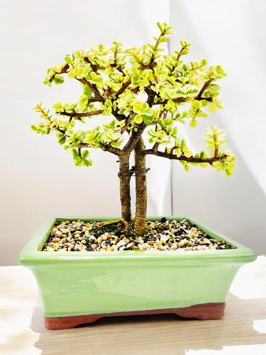 10 Inch Twin Trunk Variegated Jade Bonsai Tree