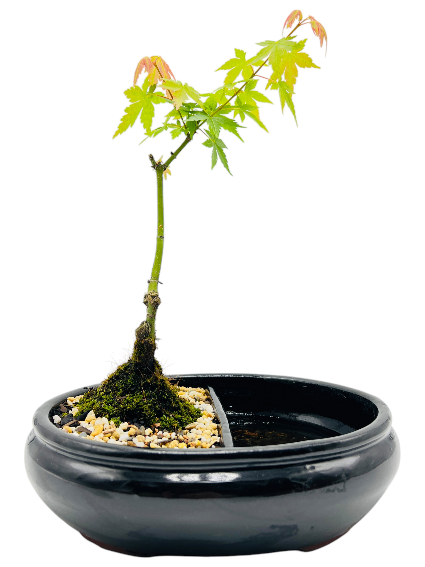 Japanese Maple Bonsai 10 Inch