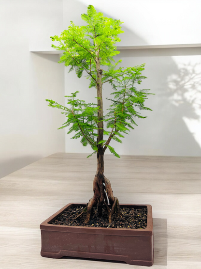 Swamp Cypress Bonsai