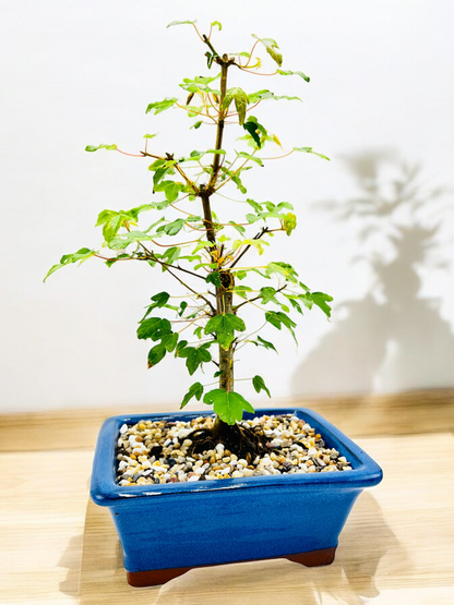 Trident Maple Bonsai Tree 8 Inch