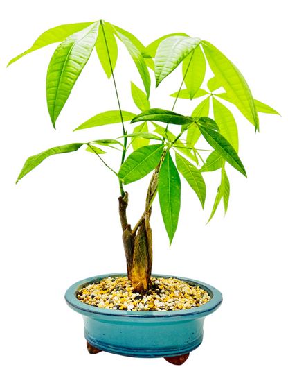 Triple Trunk Indoor Guiana Chestnut “Pachira Aquatica” Bonsai Tree 8 Inch 发财树