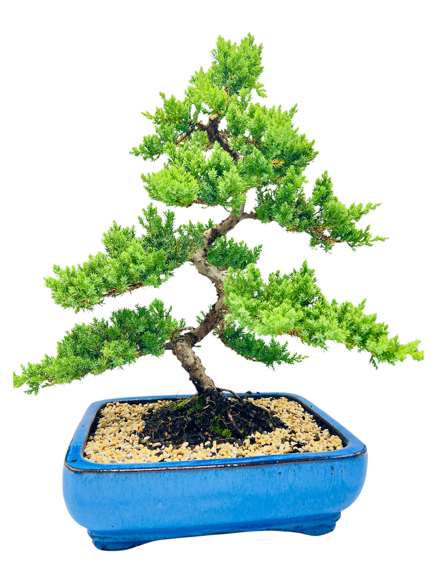 Advanced Twisted Trunk Juniper Squamata Bonsai Tree