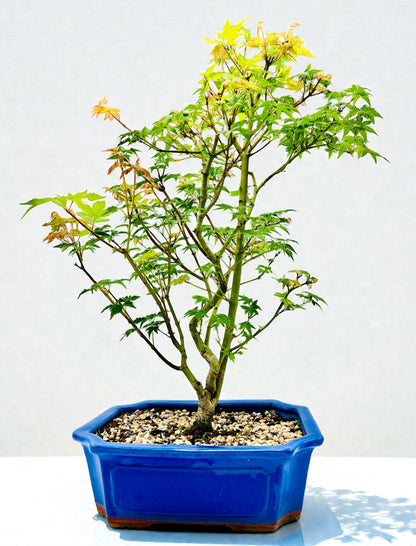Japanese Maple Bonsai Tree 75cm Tall
