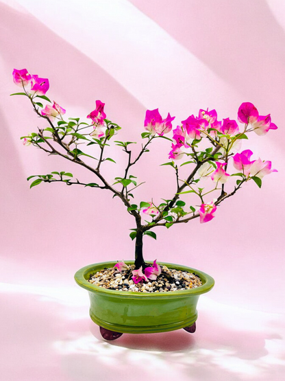 10” White/Pink Flowering Bougainvillea Bonsai Tree - Valentines Day Special