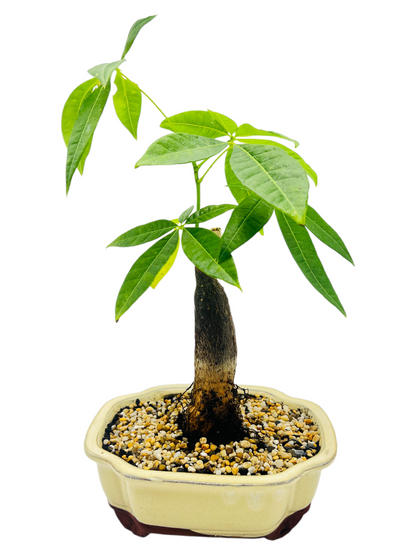 5 Leaves Indoor Guiana Chestnut “Pachira Aquatica” Bonsai Tree 8 Inch 发财树