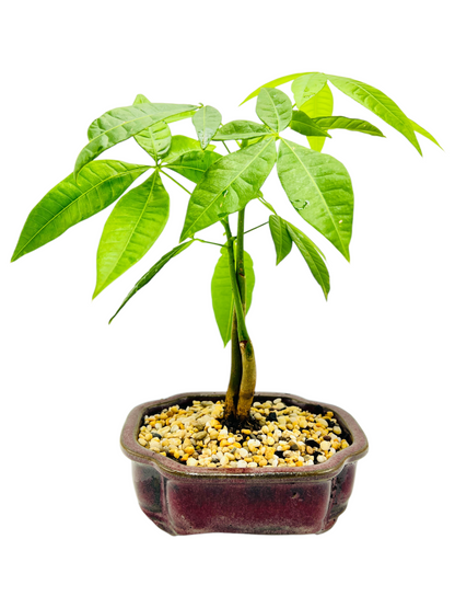 Twin Trunk Indoor Guiana Chestnut “Pachira Aquatica” Bonsai Tree 6 Inch 发财树