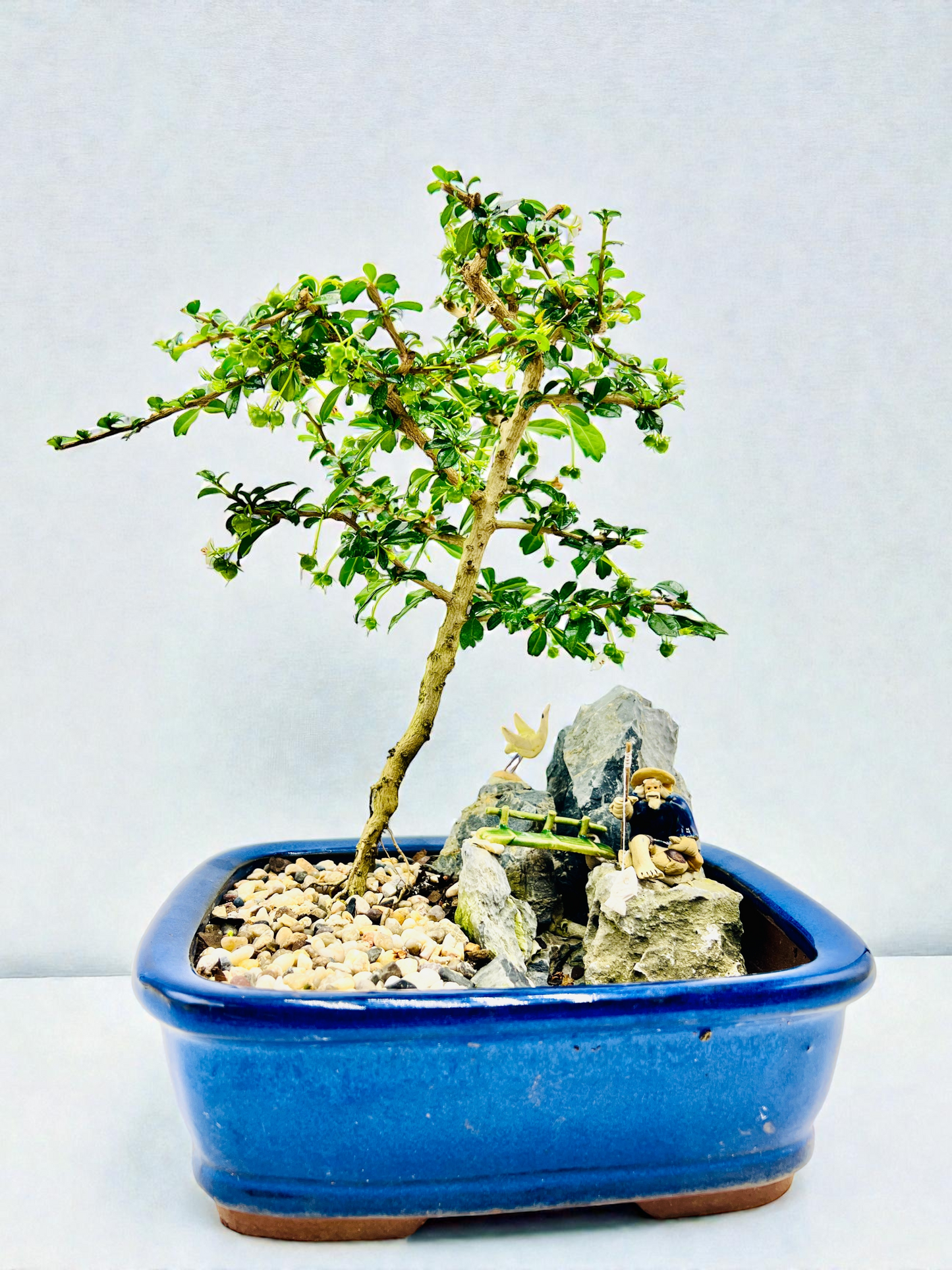 8 Inch Rock Fukien Tea Bonsai Tree