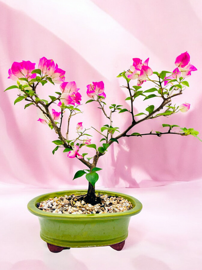 10” White/Pink Flowering Bougainvillea Bonsai Tree - Valentines Day Special