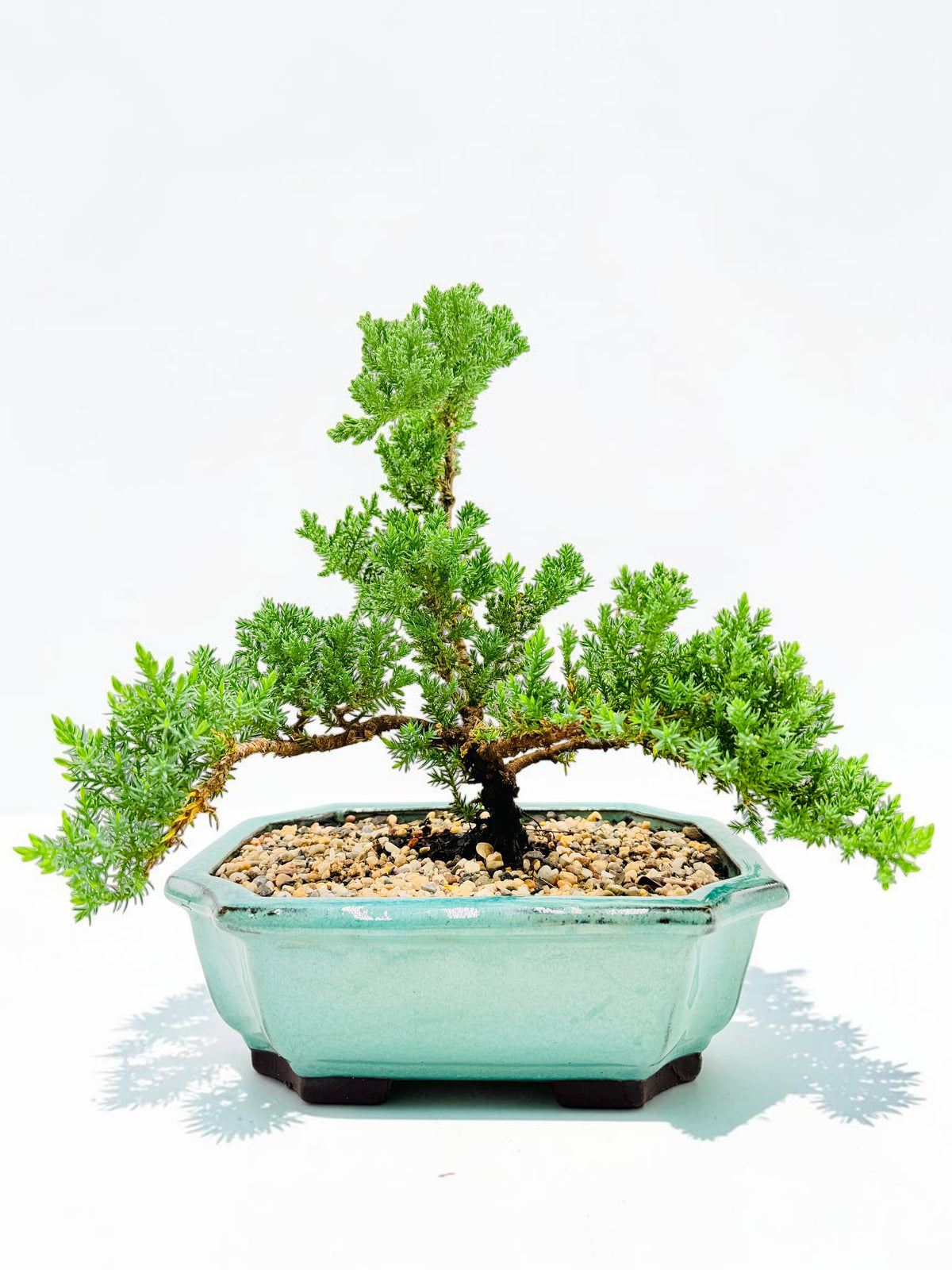 10 Inch Juniper Squamata Bonsai Tree - Aqua Rectangular Pot