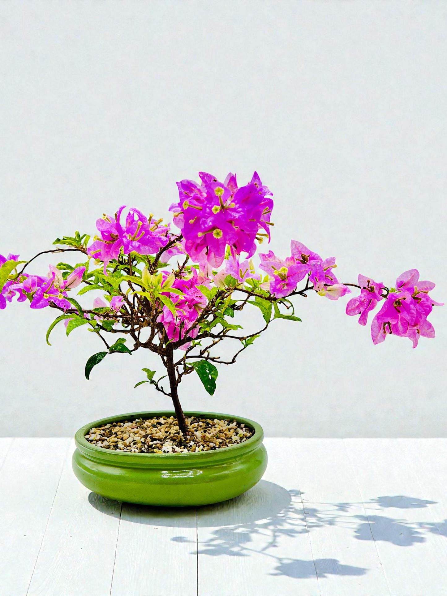 10” Pink Lavender Flowering Bougainvillea Bonsai Tree - Valentines Day Special