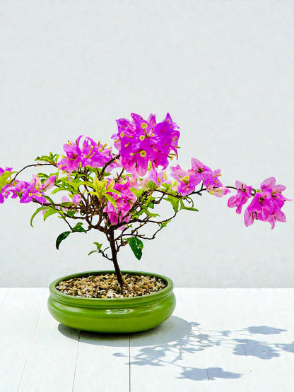 10” Pink Lavender Flowering Bougainvillea Bonsai Tree - Valentines Day Special