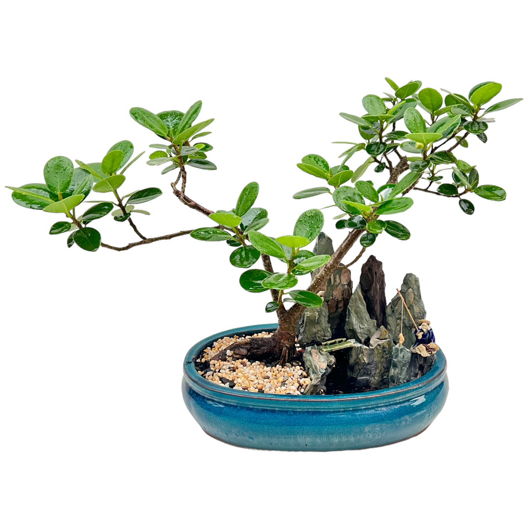 Green Island Fig Native Aussie Bonsai Tree 12 Inch - Bonsai Gifts Nursery