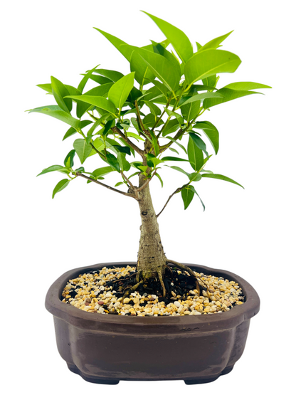 8 Inch Small Leaf Fig Bonsai Tree