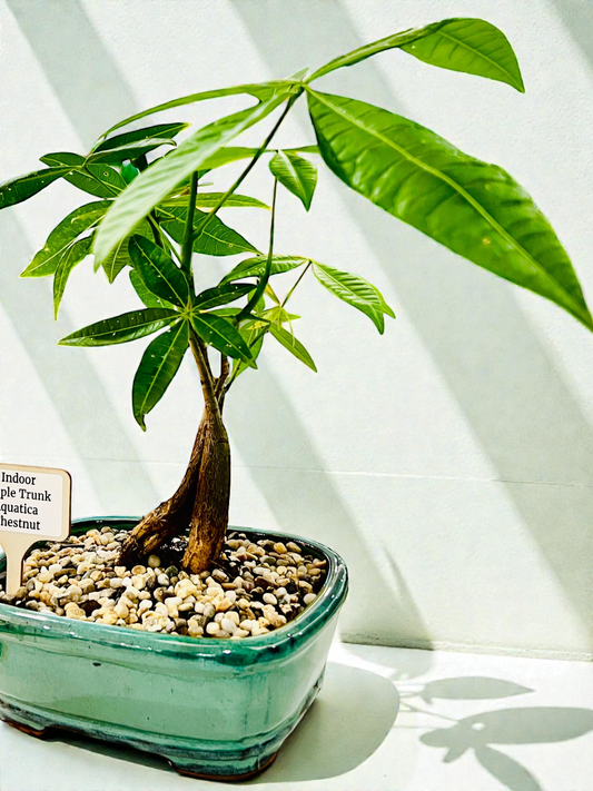 Triple Trunk Indoor Guiana Chestnut “Pachira Aquatica” Bonsai Tree 8 Inch 发财树