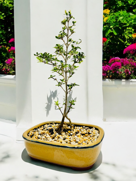 6 Inch Starter Variegated White Flowering Serissa Bonsai Tree