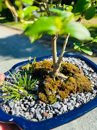 Japanese Privet Bonsai Tree 8 Inch