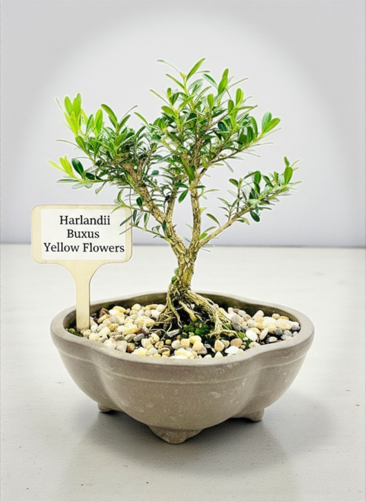 6” Harlandii Buxus Bonsai Tree - Unglazed Cloud